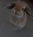 An orange coloured Miniature Lop - Stood Up