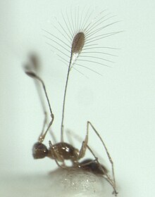 Mymar sp. (female)