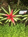 Neoregelia eleutheropetala五彩凤梨