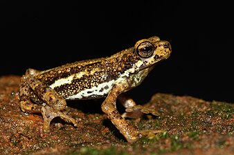 Lateral view