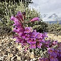 Flowers of Penstemon thompsoniae