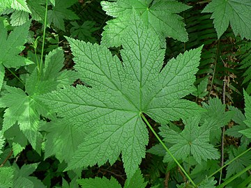 Leaf structure