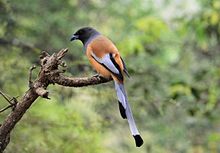 Rufous treepie bird from India