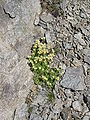 Saxifraga moschata