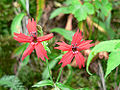 Fire Pink (Silene virginica)