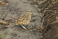 Small Button-quail