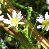 Symphyotrichum potosinum 19 November 2021