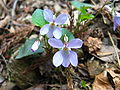 廬山堇菜 (Viola stewardiana)