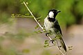 White-eared Bulbul on Fleuggea leucopyrus