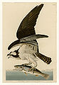 81. Fish Hawk or Osprey