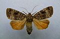 Svensson's copper underwing Amphipyra berbera Amphipyrinae