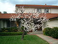 A blooming apricot tree