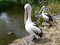 Australian Pelican (Pelecanus conspicillatus)