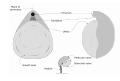 Brachiopod morphology