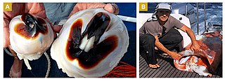 #655 (≤2018) Giant squid found dead in Bremer Canyon off southwestern Australia, possibly after being predated by killer whales. Photographs show a pair of giant squid beaks (A) and researcher John Totterdell holding a large mantle (B).