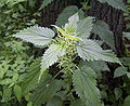 Urtica dioica