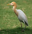 Cattle egret Bubulcus ibis