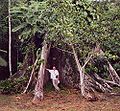 Buttress roots of an especially large Ceiba tree near shore of Amazon River, close to Iquitos, Peru