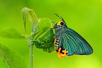 Ventral view