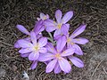 Colchicum cilicicum 'Purpureum'