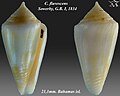 Conus flavescens Sowerby, G.B. I, 1834