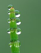 Dew on an Equisetum fluviatile Luc Viatour