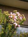 Erica terminalis close-up