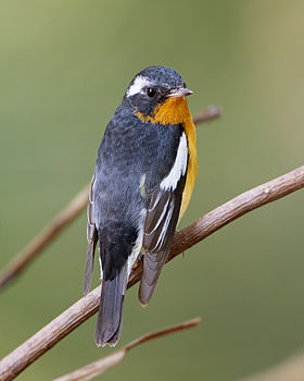 Mugimaki Flycatcher