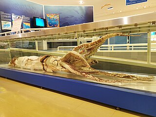 #566 (20/1/2014) Giant squid caught alive by fishermen off Aoya, Tottori Prefecture, Japan, on 20 January 2014. On display at San'in Kaigan Geopark Museum of the Earth and Sea (next to gladius of #643), preserved in formalin (see also overview of display).