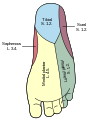Diagram of the segmental distribution of the cutaneous nerves of the sole of the foot.