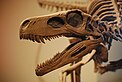 Mounted Herrerasaurus skeleton at the Field Museum in Chicago