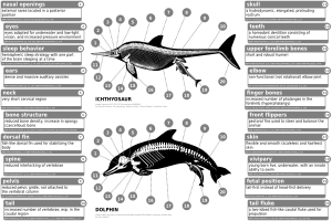 鱼龙的骨骼（上）与海豚的骨骼（下）