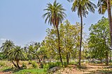 Trees in Indira Park