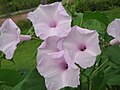 Ipomoea carnea subsp. fistulosa Close-up