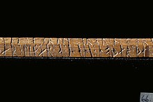 A photograph of the third side (§C) of the stick, showing the words þær : ligær : a : þe : ni : no=uþær : þæ¶r