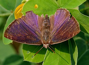 Dorsal view