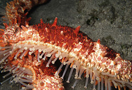 The nail starfish (Mithrodia clavigera) has particularly strong podia.