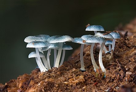 Mycena interrupta, by JJ Harrison