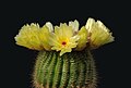 Image 16 Parodia tenuicylindrica Photo: Laitche Parodia tenuicylindrica is a small species of cactus native to the Rio Grande do Sul region of Brazil. It grows 4–8 cm (1.6–3.1 in) in height and 2–3 cm (0.8–1.2 in) in width. It has yellow and red-brown spines, white wool and yellow flowers. It produces yellow-green fruit and black seeds. More selected pictures