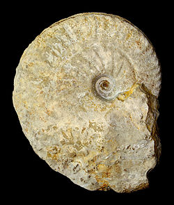 Fossil of the Late Jurassic ammonoid Ochetoceras canaliculatum