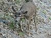 Mule deer