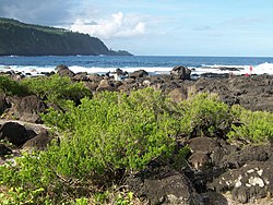 Pemphis acidula on the coastline