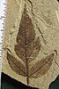 Fossil Rhus malloryi