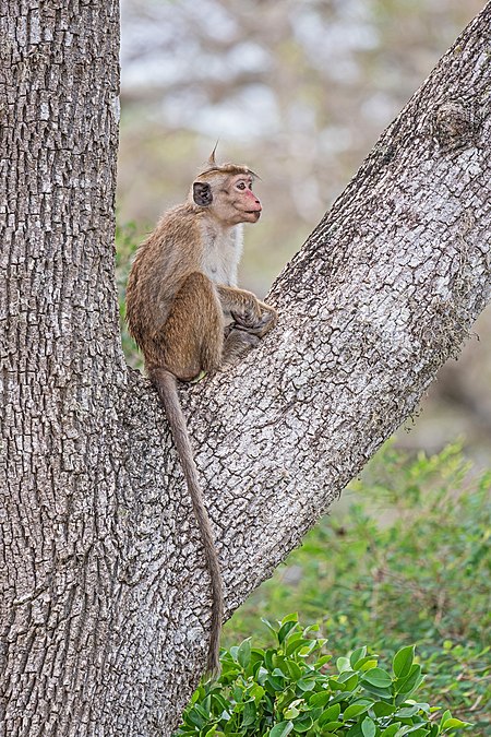 图为斯里兰卡猕猴（Macaca sinica），摄于斯里兰卡的本达拉野生公园。