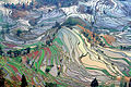 Image 14Ancient rice terraces in Yuanyang County, Yunnan (from History of agriculture)