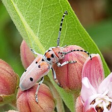 Longhorn beetle crawling across milkweed flower buds