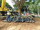 Tree transplanting in Australia