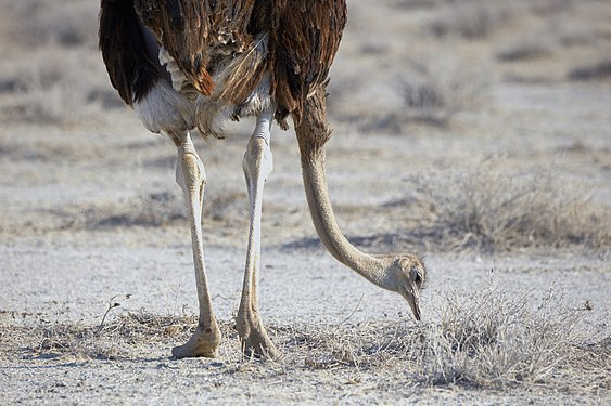 Common ostrich (struthio camelus) near Okaukuejo in Etosha
