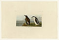 430. Slender-billed Guillemot