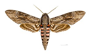 Dorsal side.